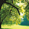 Foto: Kur- und Kongreß-GmbH Bad Homburg
