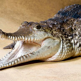 Foto: Michael Leibfritz