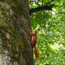 (c) Kur- und Kongreß GmbH Bad Homburg
